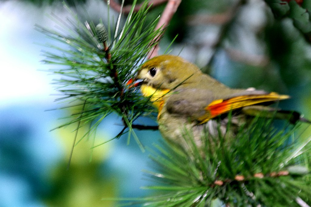 廣州市第四中學(xué)高中部